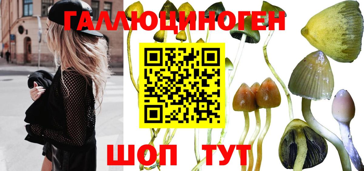 наркота  Вход с VPN  Петропавловск-Камчатский  Галлюциногенные грибы Psilocybe 